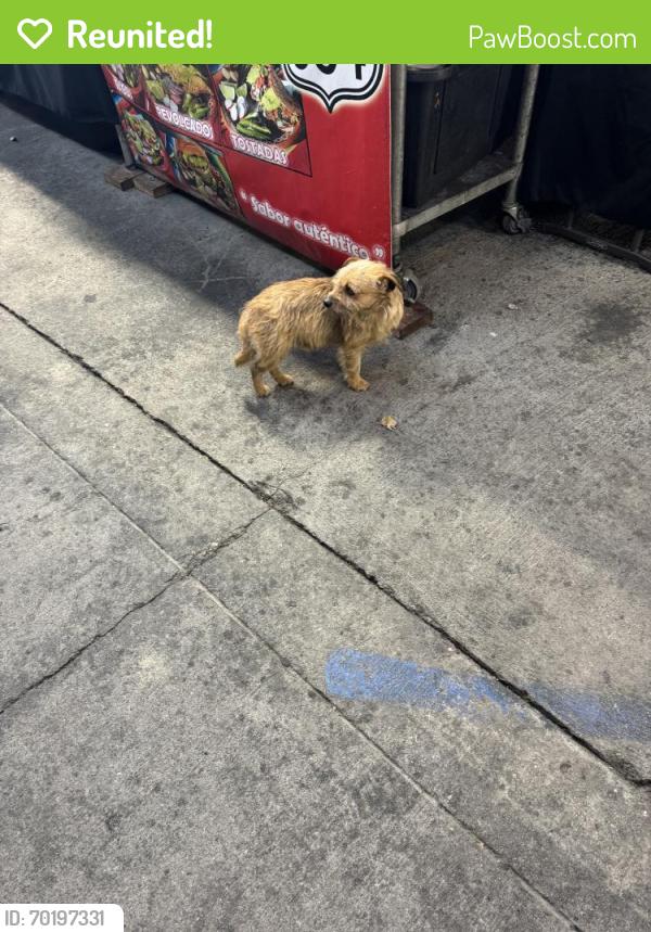 Reunited Male Dog last seen Hope St & Santa Fe Ave, Florence-Graham, CA 90255, USA, Huntington Park, CA 90255