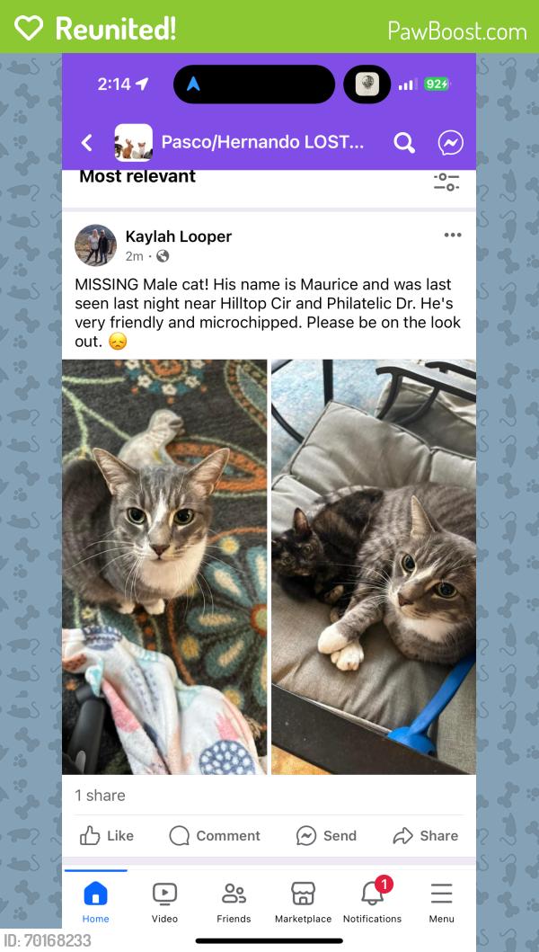Reunited Male Cat last seen Harrow Rd, Spring Hill, FL 34606