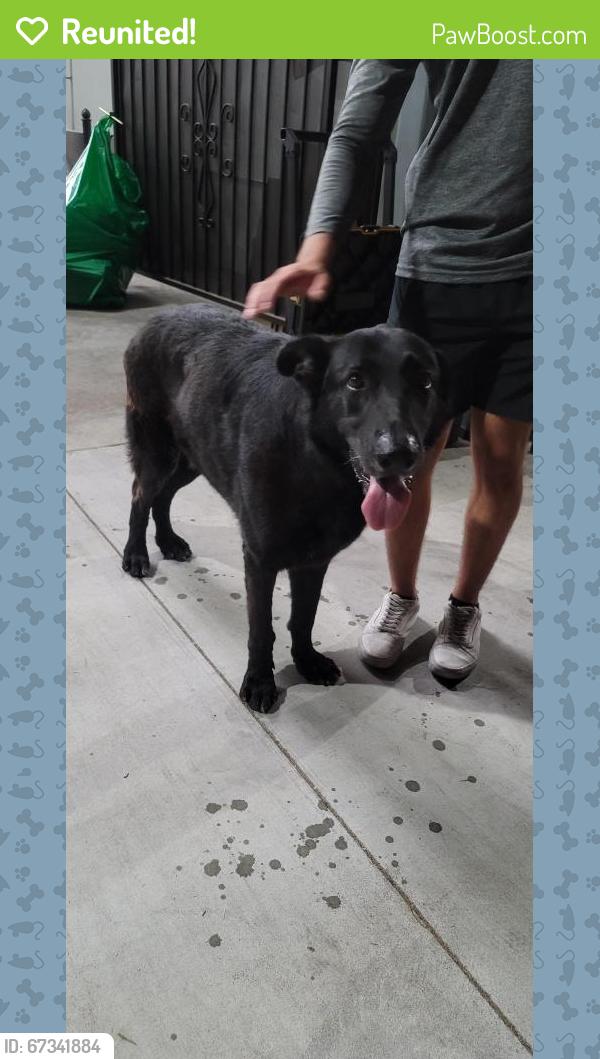 Reunited Male Dog last seen Garvey and Chico, South El Monte, CA 91733