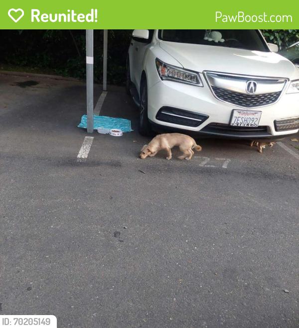 Reunited Male Dog last seen Near Bell St, Sacramento, CA 95825, USA, Sacramento, CA 95825