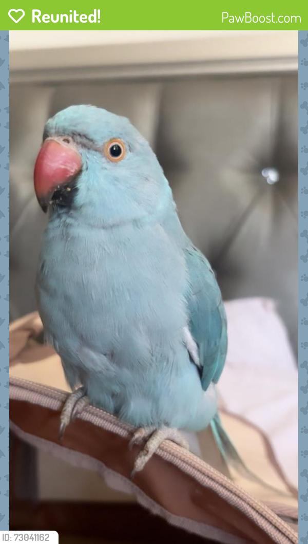 Reunited Male Bird last seen Harbinson ave / El Cajon blvd , La Mesa, CA 91941