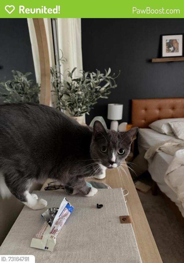 Reunited Male Cat last seen Denver Water in Southmoor Park, Denver, CO 80237