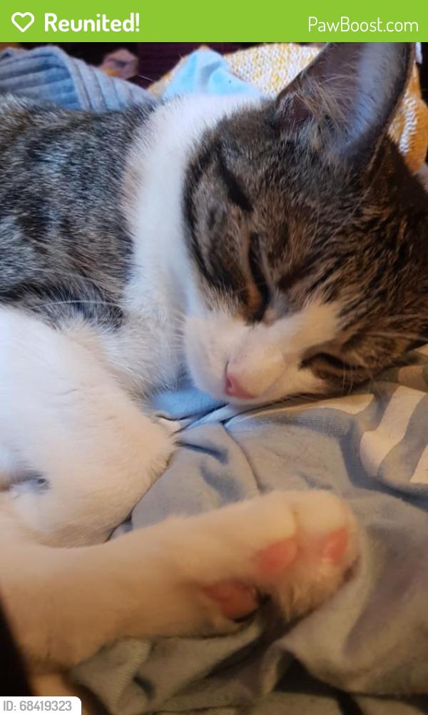 Reunited Female Cat last seen Clapham common, Greater London, England SW4