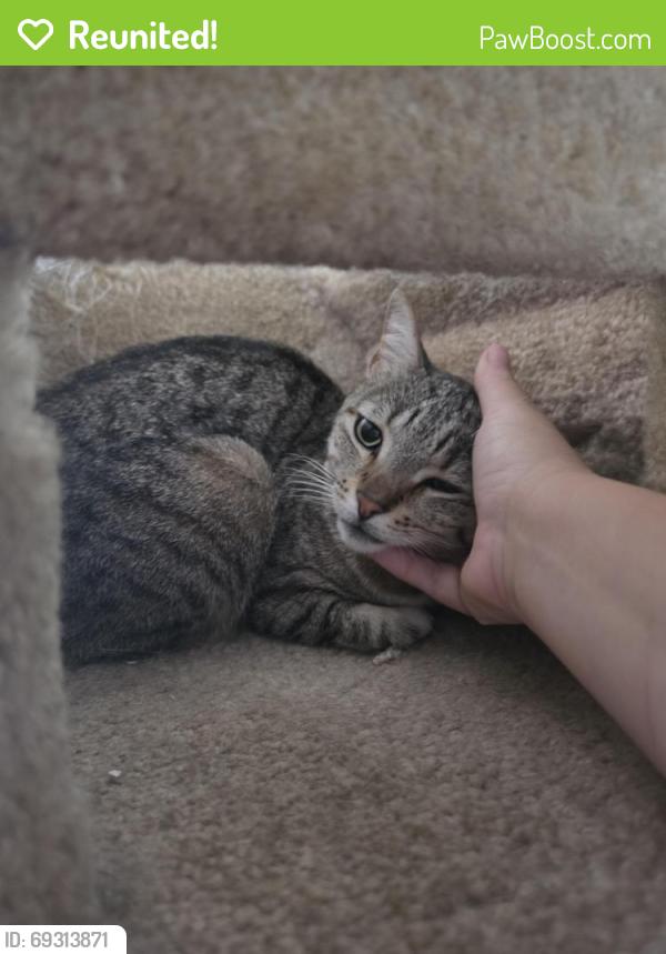 Reunited Female Cat last seen Paseo del Rey x bajo street, Chula Vista, CA 91910