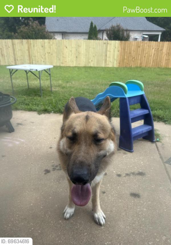 Reunited Male Dog last seen Riverdale and Quice, Memphis, TN 38119