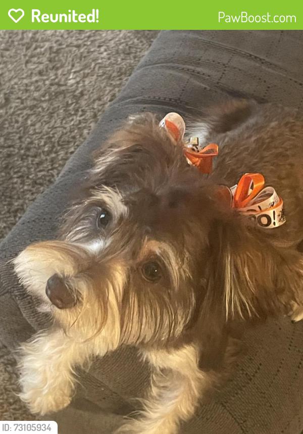 Reunited Female Dog last seen Around hickory ridge area, Memphis, TN 38115