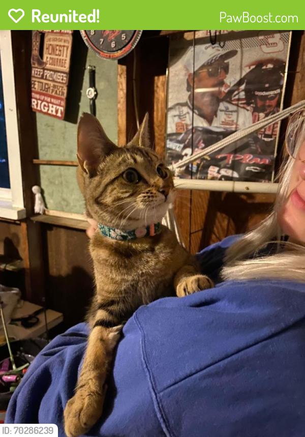 Reunited Unknown Cat last seen Herrick / Sweet / Fuller / Leonard, Grand Rapids, MI 49505