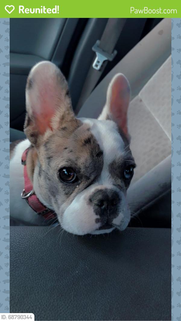 Reunited Female Dog last seen Near Union Ave Fairfield ca, Fairfield, CA 94533