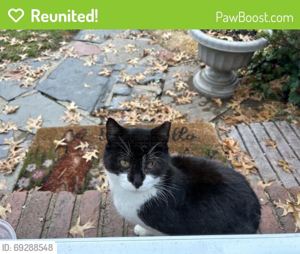 Reunited Unknown Cat last seen Colfax Rd, Springfield, NJ 07081, USA, Springfield, NJ 07081