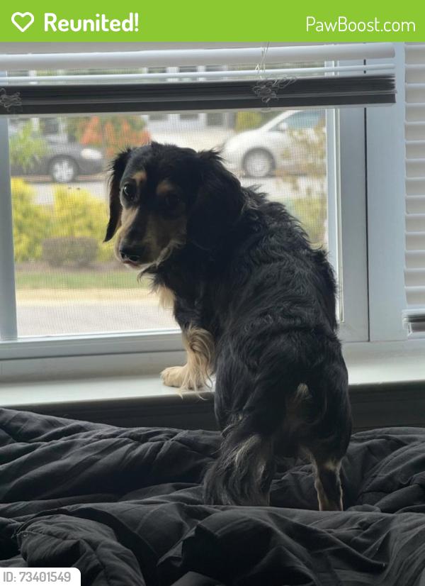 Reunited Male Dog last seen Pamela Way, Blacksburg, VA 24060