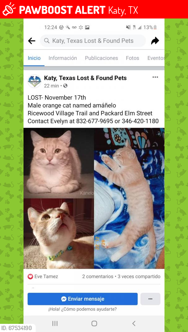 Lost Male Cat last seen Ricewood Village  and Packard Elm Street, Katy, TX 77449