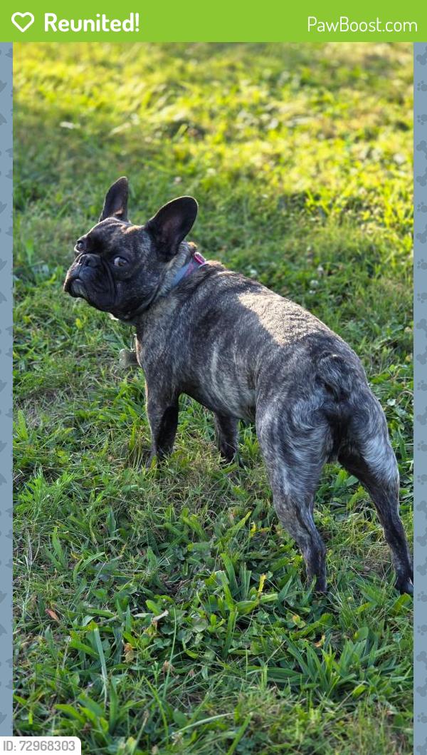 Reunited Male Dog last seen Spangler rd, Columbus, OH 43207