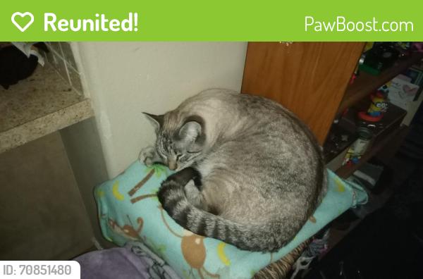 Reunited Male Cat last seen Canby, Canby, OR 97013