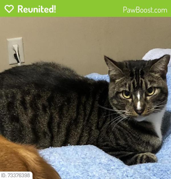 Reunited Male Cat last seen Hidden Glen and Holly Green, Humble, TX 77339