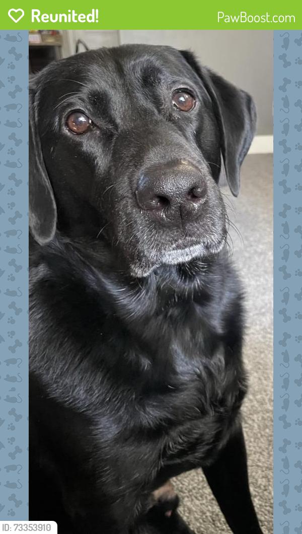 Reunited Male Dog last seen Sprouts Holler Park, Tehaleh, Bonney Lake, Tehaleh, WA 98391