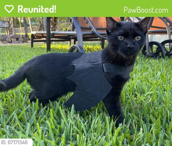 Reunited Male Cat last seen Cypress Lake est , Fort Myers, FL 33919