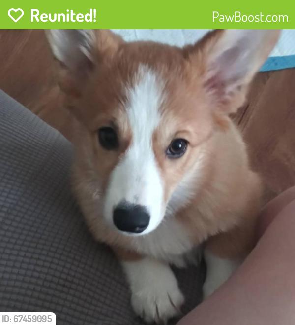 Reunited Female Dog last seen Hatcher ln, Columbia, TN 38401