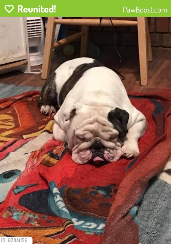 Reunited Male Dog last seen Brigadier court ballground ga , Ball Ground, GA 30107