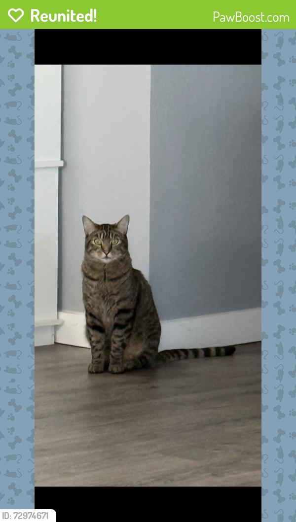 Reunited Male Cat last seen 76th and simms area , Arvada, CO 80005