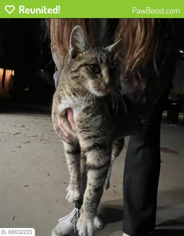 Reunited Female Cat last seen Willow Ave & Ashlan Ave, Clovis, CA 93612, USA, Clovis, CA 93612