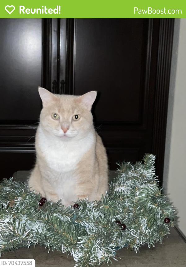 Reunited Male Cat last seen Village Blvd, West Palm Beach, FL 33409