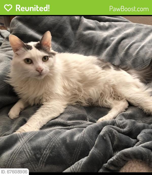 Reunited Male Cat last seen Mariposa, Citrus Heights, CA 95610
