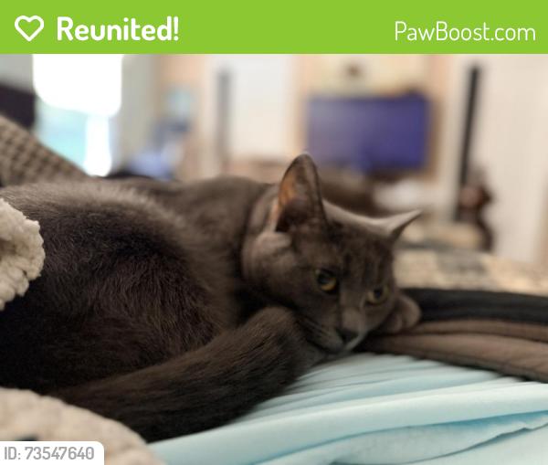 Reunited Male Cat last seen Carolina Oaks Ave, Johnston County, NC 27577