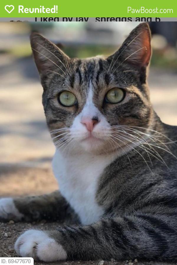 Reunited Male Cat last seen Kenyon ave. , Los Angeles, CA 90066