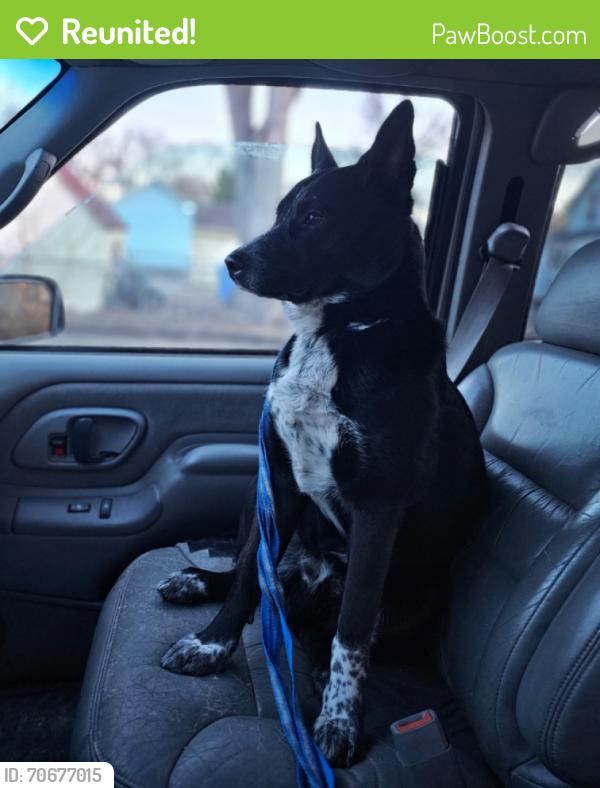 Reunited Male Dog last seen Near 9th Ave N, Fargo, ND 58102, USA, Fargo, ND 58102