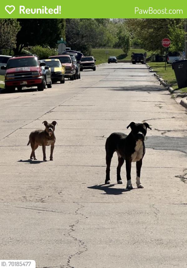 Reunited Unknown Dog last seen Near NW 84th St at OKC , Oklahoma City, OK 73114
