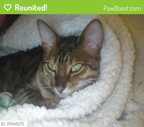 Reunited Female Cat last seen Hillandale Ave. and Hanvey Rd., Columbus, OH 43229
