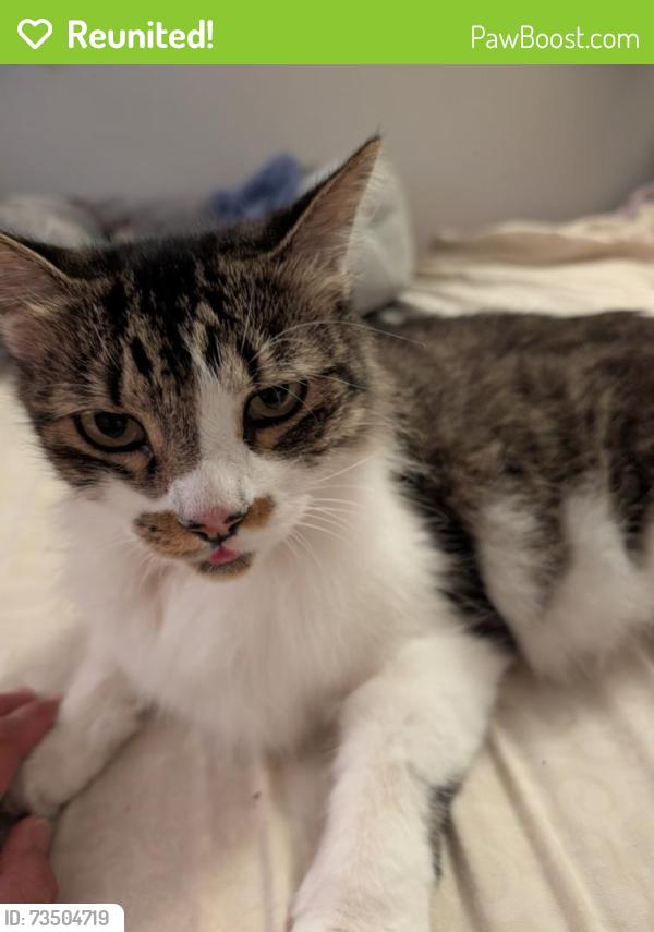 Reunited Female Cat last seen Hillcrest lane Fallbrook, CA 92028, Fallbrook, CA 92028