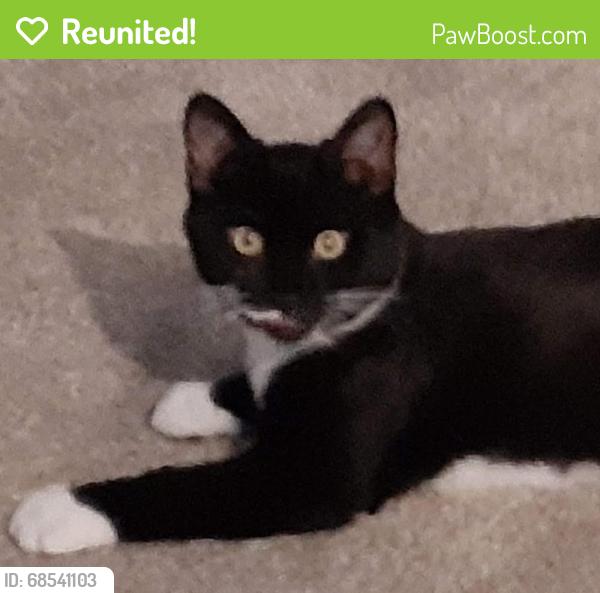 Reunited Male Cat last seen Palm and Charleston, Las Vegas, NV 89104