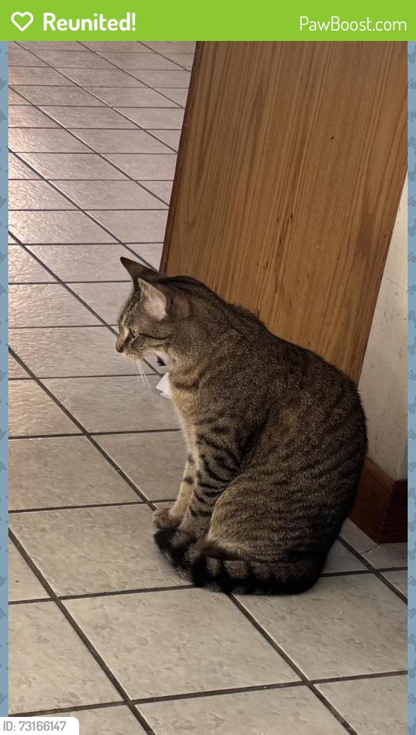 Reunited Female Cat last seen Burbank and ethyl, Johnson City, NY 13790