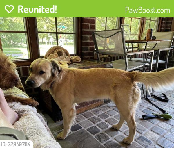 Reunited Female Dog last seen Sparrow Ave & Beal Ave, Lansing, MI 48910