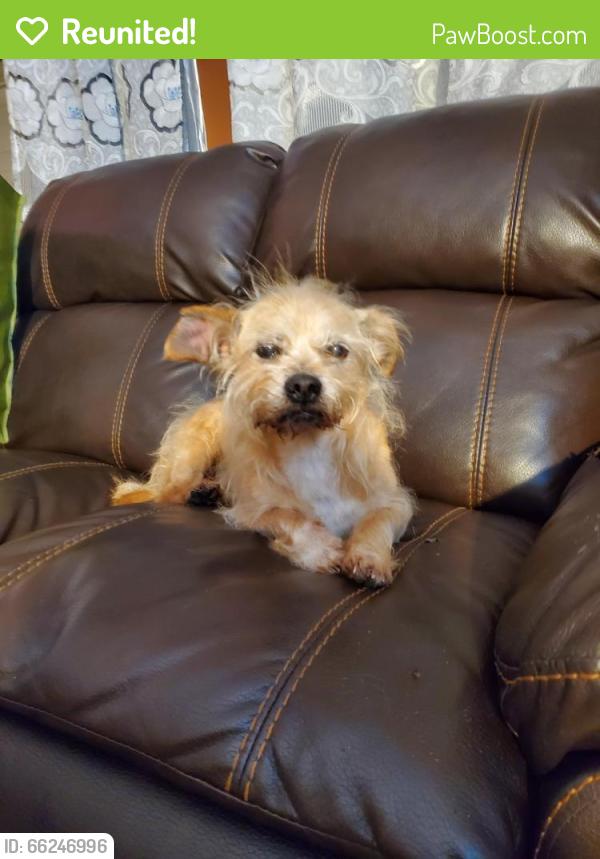 Reunited Male Dog last seen howe st., Paramount, CA 90723