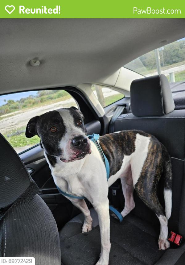 Reunited Male Dog last seen Village grove s off west colonial drive near Downtown Winter Garden, Winter Garden, FL 34787