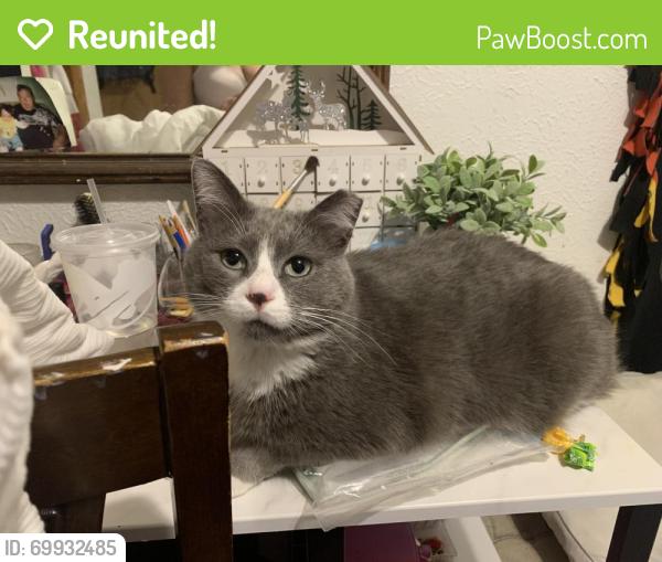 Reunited Male Cat last seen Jefferson; Central Park; McKinley , Mishawaka, IN 46545