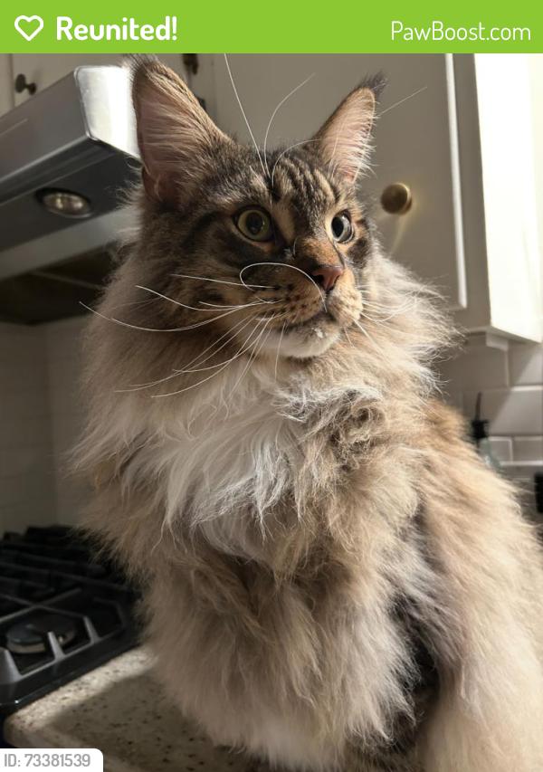Reunited Male Cat last seen Backyard of 63 Essex Ave, Montclair, NJ 07042