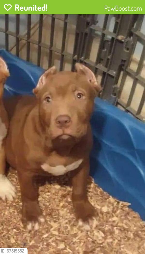 Reunited Female Dog last seen cline street, Winston-Salem, NC 27107