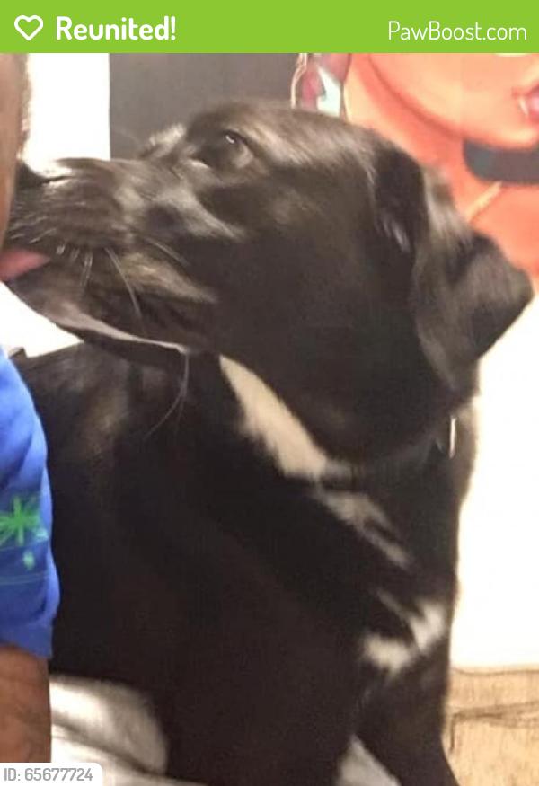 Reunited Female Dog last seen Near S 2nd East St & E Sunset Ave, South Salt Lake, UT 84115