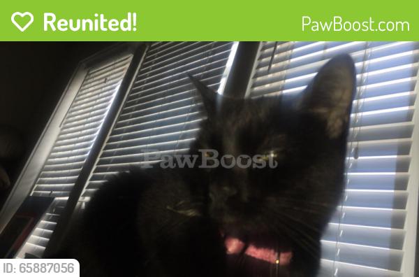 Reunited Female Cat last seen McCree and Klemm, St. Louis, MO 63110