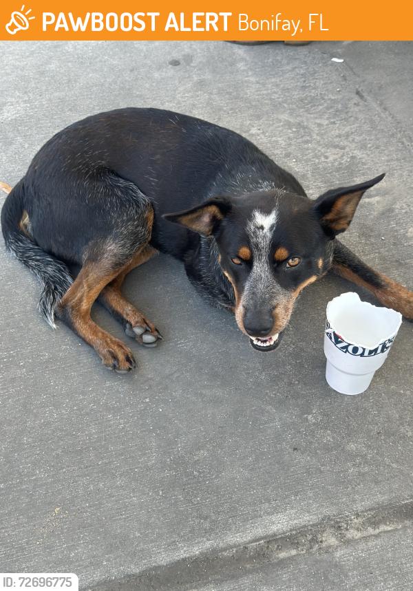 Found/Stray Male Dog last seen Near S Waukesha St, Bonifay, FL 32425, USA, Bonifay, FL 32425