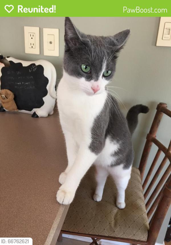 Reunited Female Cat last seen “O” section of Matawan, nj, Matawan, NJ 07747