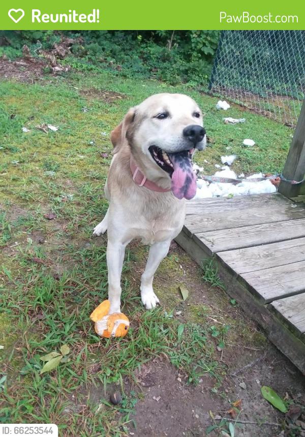 Reunited Male Dog last seen Near McGuinn Dr. , High Point, NC 27265