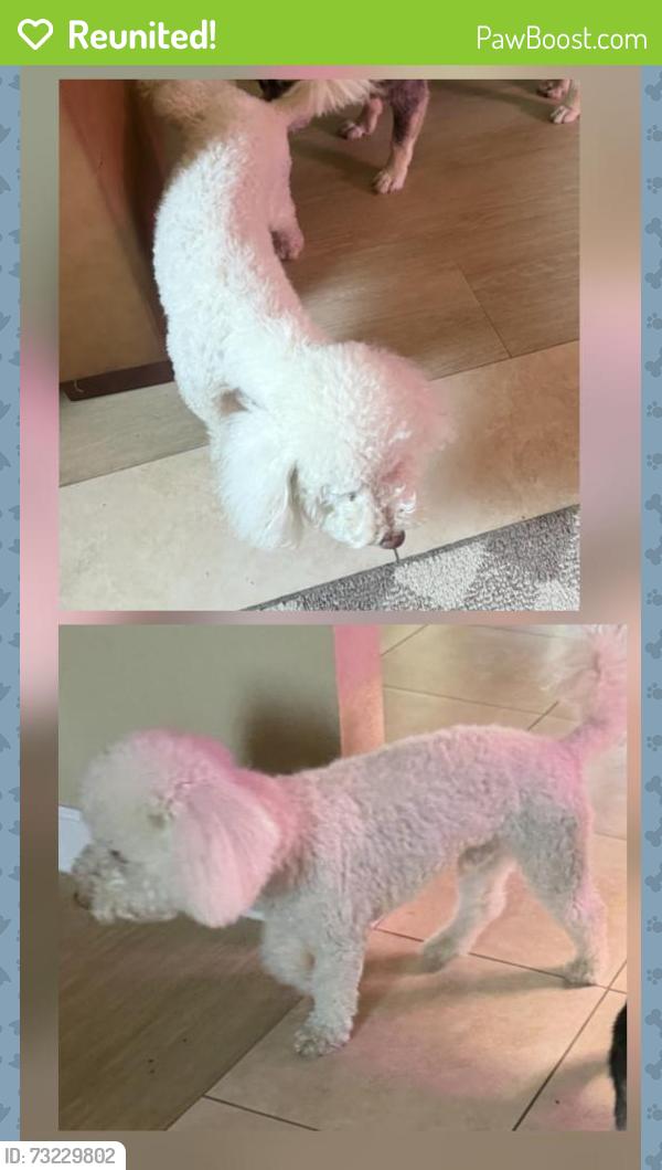 Reunited Male Dog last seen Palo Cedro Dr., Diamond Bar, CA 91765