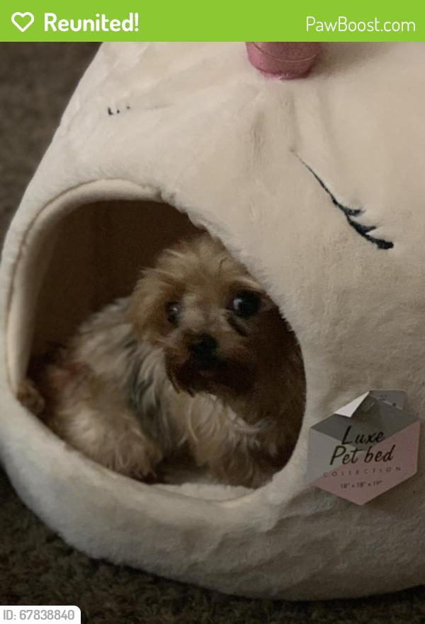 Reunited Female Dog last seen old grove, red maple, white pine oceanside , Oceanside, CA 92057