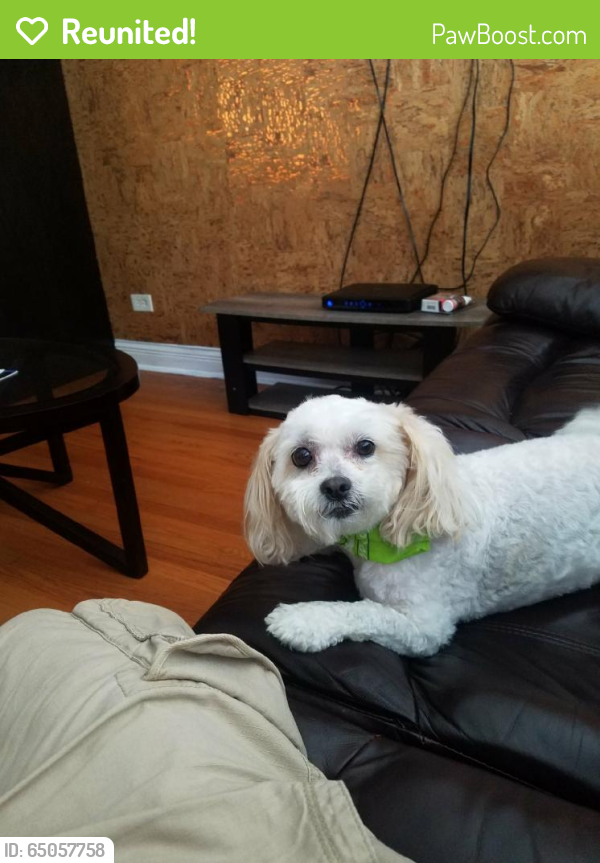Reunited Male Dog last seen Near W 55th St & S Harding Ave, Chicago, IL 60632