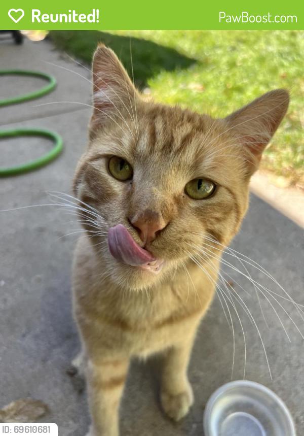Reunited Male Cat last seen Near 18th Ave, Greeley, CO 80631, USA, Greeley, CO 80631