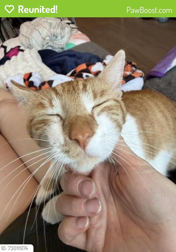 Reunited Female Cat last seen Padden, 137th, Vancouver, WA 98682